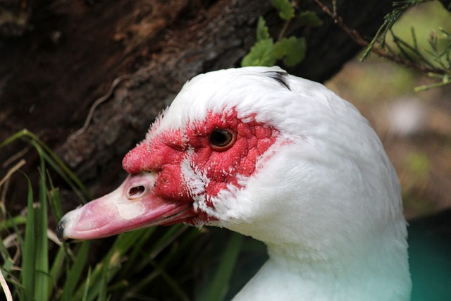 助英格兰取 助英格兰取