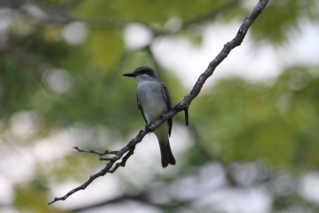 篮球比赛中 篮球比赛中