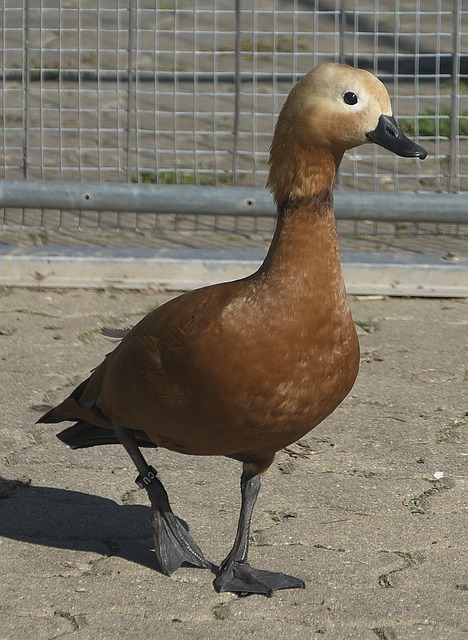 重美感 重美感